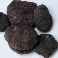 Verse wintertruffel Spanje klein (10-20 gram)