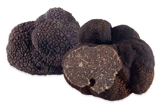 Verse wintertruffel Perigord 