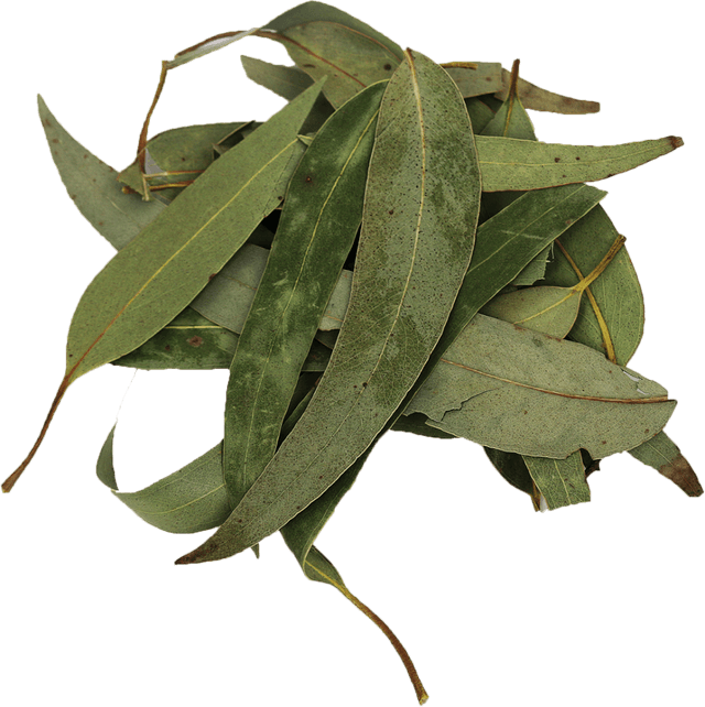 Gedroogd Eucalyptusblad 