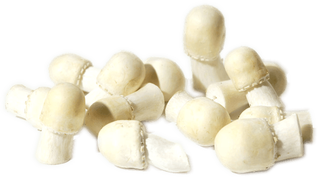 Akkerchampignon/anijszwam