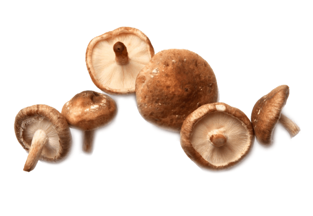 Mini Shiitake