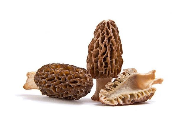 Verse Morilles 1KG 