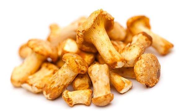 Mini Cantharellen / Girolle kg
