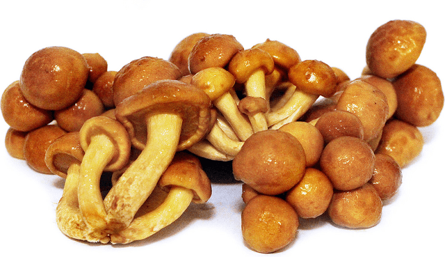 Nameko kistje