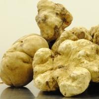 Verse witte truffel klein (10-20gr) Umbrië/Toscane