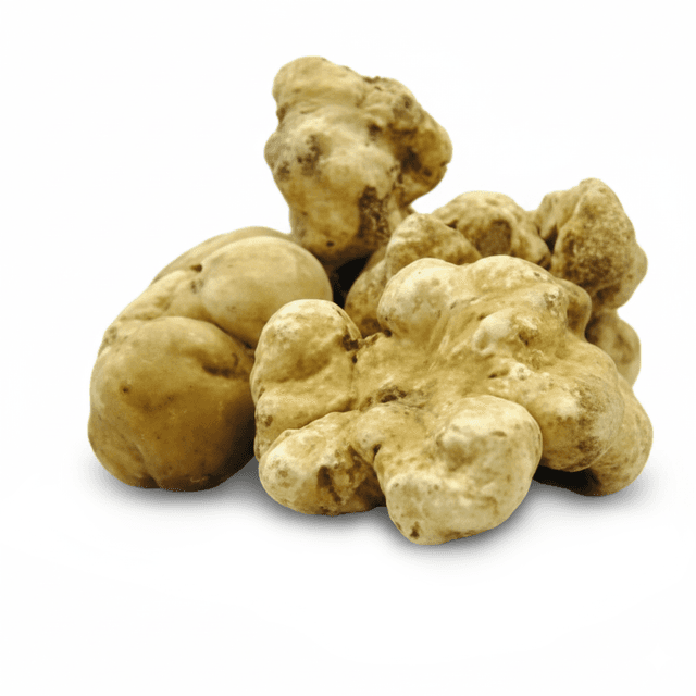 Verse witte truffel extra (+80gr) Umbrië/Toscane